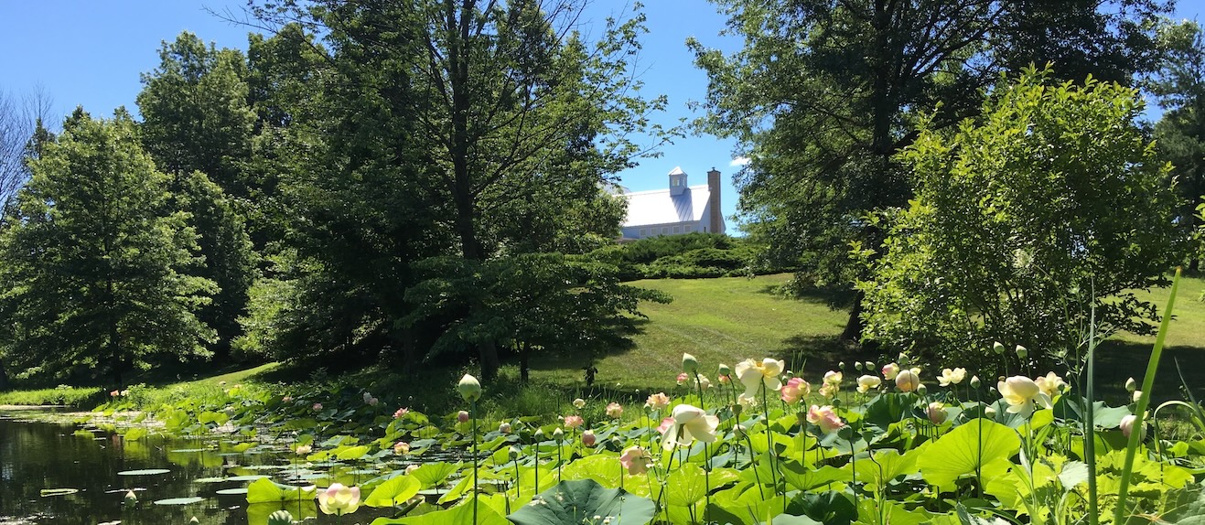 Lotus Flower Farm in spring