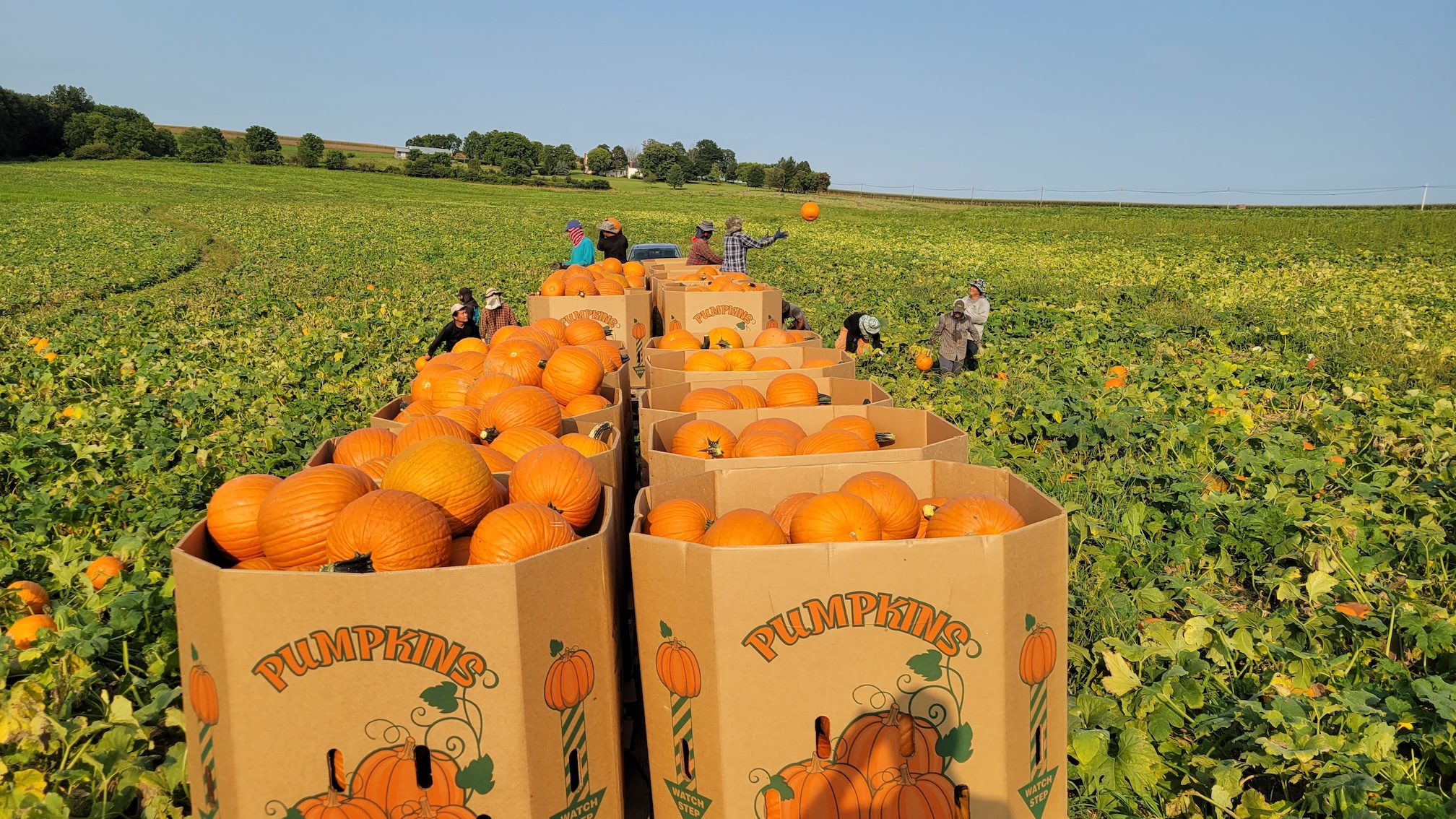 pumpkins at Cedar Meadow Farm