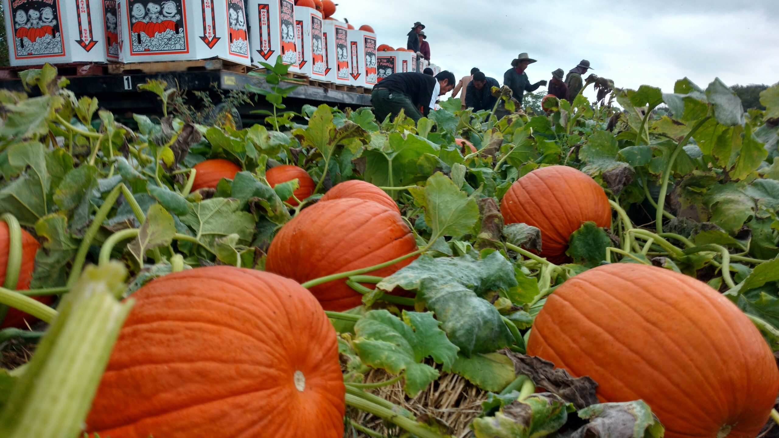 Pumpkins ready for harvest at Cedar Meadow Farms