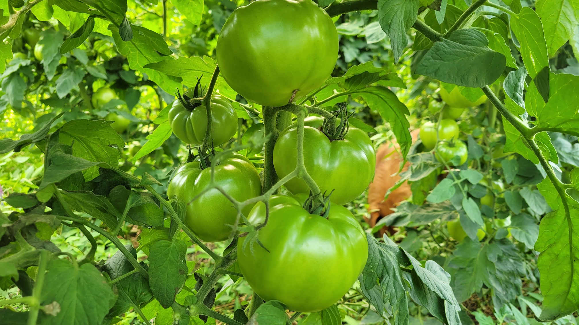 Regenerative tomatoes from Steve Groff's Cedar Meadow Farms