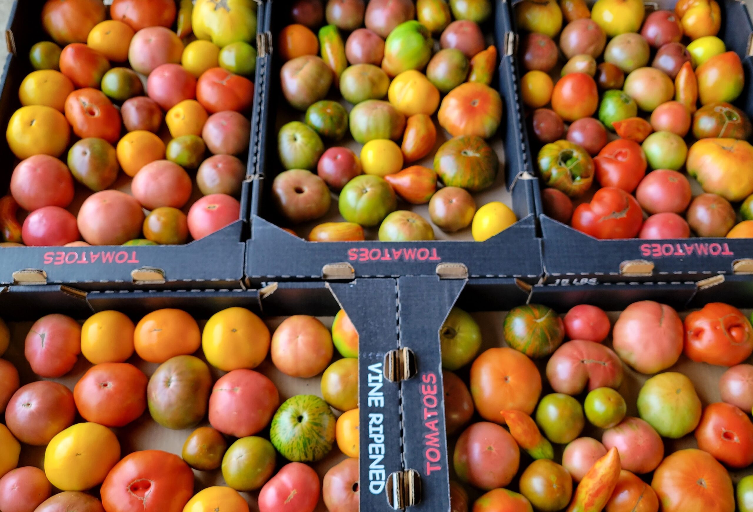 Certified Regenerative tomatoes from Cedar Meadow Farm