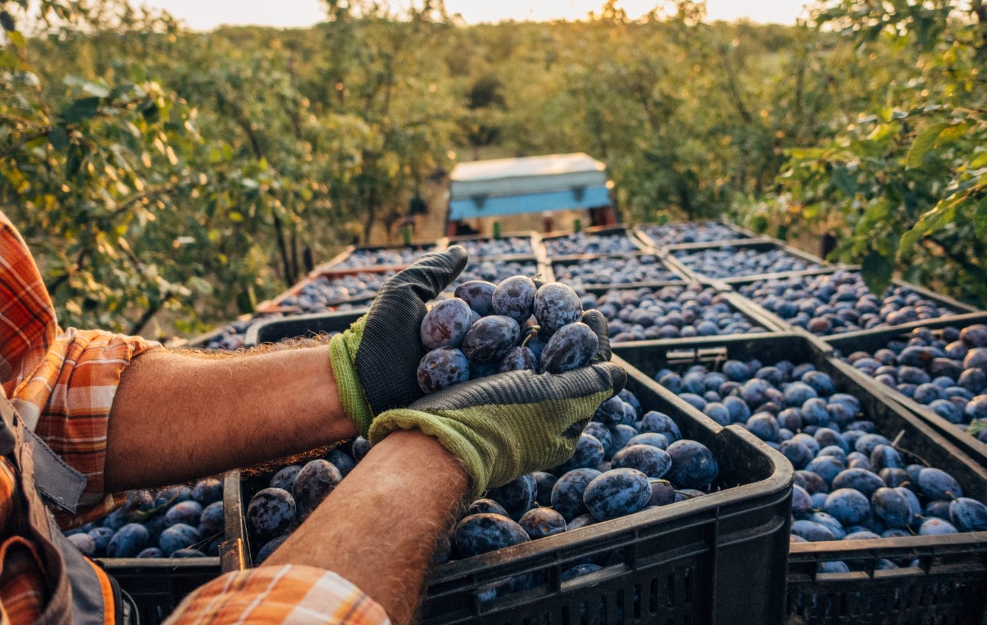 A person in a plaid shirt holding fresh plums over crates filled with plums, with orchard trees in the background