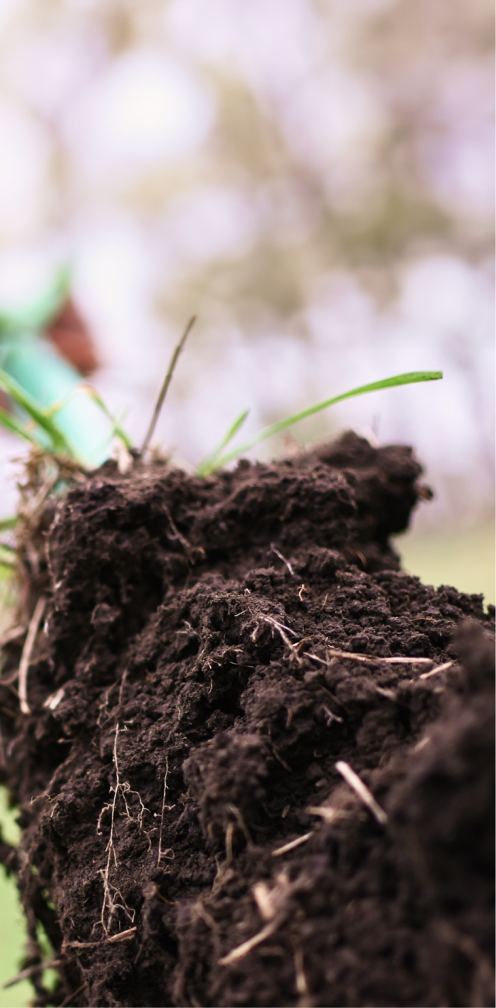 soil with grass roots on a blurred natural background