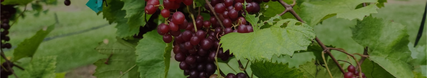 Beautiful grapes