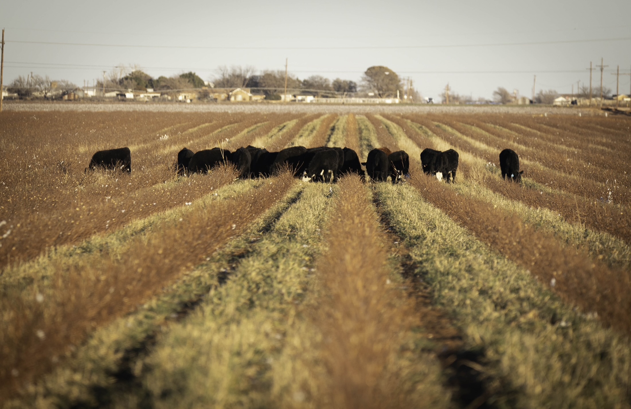 Cows grazing in fields at Broadview Agriculture