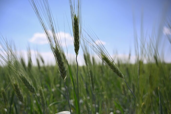 grain crops in a field